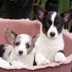 looking at you looking at me web