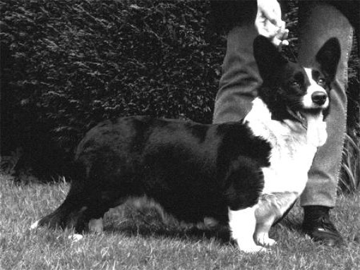 _wsb_450x383_heilyn+copy